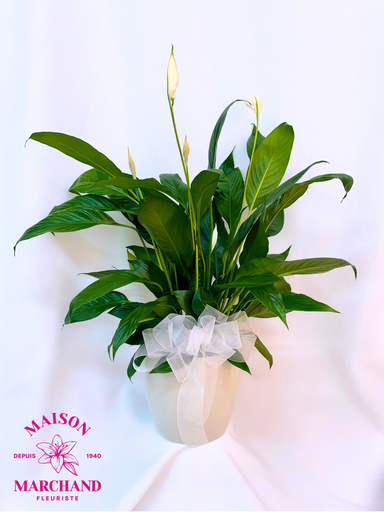 Lys De Paix